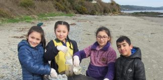 Con minga municipio y vecinos de Ancud realizan limpieza de playas en la comuna