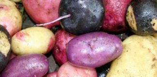 Guabún invita a disfrutar de la «Fiesta de la papa»