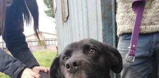 Se multará el no retiro de excrementos de mascotas en vía pública