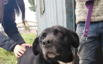 Veterinaria Municipal invita a realizar manejo sanitario gratuito a sus mascotas