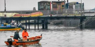 Pescadores de Ancud se benefician con proyectos de diversificación productiva