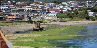 Municipio de Ancud realiza limpieza de borde costero del sector Fátima