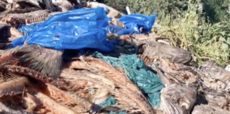 Municipio de Ancud denunciará a responsables de microbasurales