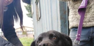 Municipio trabaja en tenencia responsable con la estrategia ambiental comunal