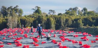 Puntra: Municipio mantiene trabajos de mantención del sitio de disposición transitorio