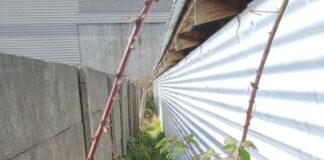 Municipalidad de Ancud realiza desratización de feria social.