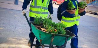 Comienza hermoseamiento de calles céntricas en Ancud