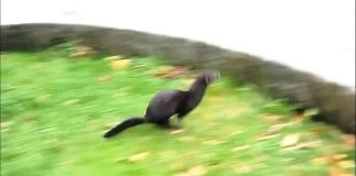 Impacto genera visón que fue avistado en plaza de armas de Ancud