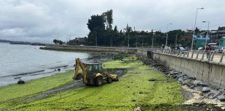 Con maquinaria pesada buscan mitigar pestilencia en playa Fátima