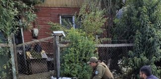 Veterinaria Municipal rescata a perrita y sus 4 cachorras en operativo