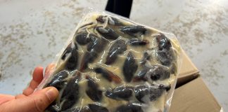 Entregan mil cajas de choritos a afectados incendio y vecinos de Ancud