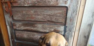 Identificación de Perros Comunitarios y Colonias Felinas en Ancud