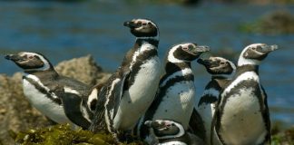 Municipalidad de Ancud impulsa reuniones técnicas para fortalecer la gestión turística en Puñihuil