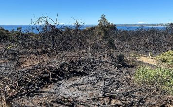 Controlan Incendio Forestal en el “Huaihuén”