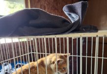 Realizan Operativo Felino en Coipomó y Abren Nuevos Cupos para Esterilización Canina