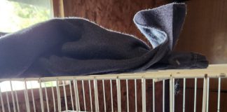 Realizan Operativo Felino en Coipomó y Abren Nuevos Cupos para Esterilización Canina