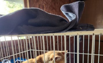 Realizan Operativo Felino en Coipomó y Abren Nuevos Cupos para Esterilización Canina