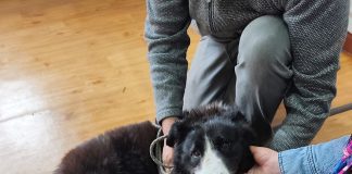 Clínica Veterinaria Municipal de Ancud realiza operativos en Ancud