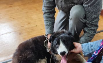 Clínica Veterinaria Municipal de Ancud realiza operativos en Ancud